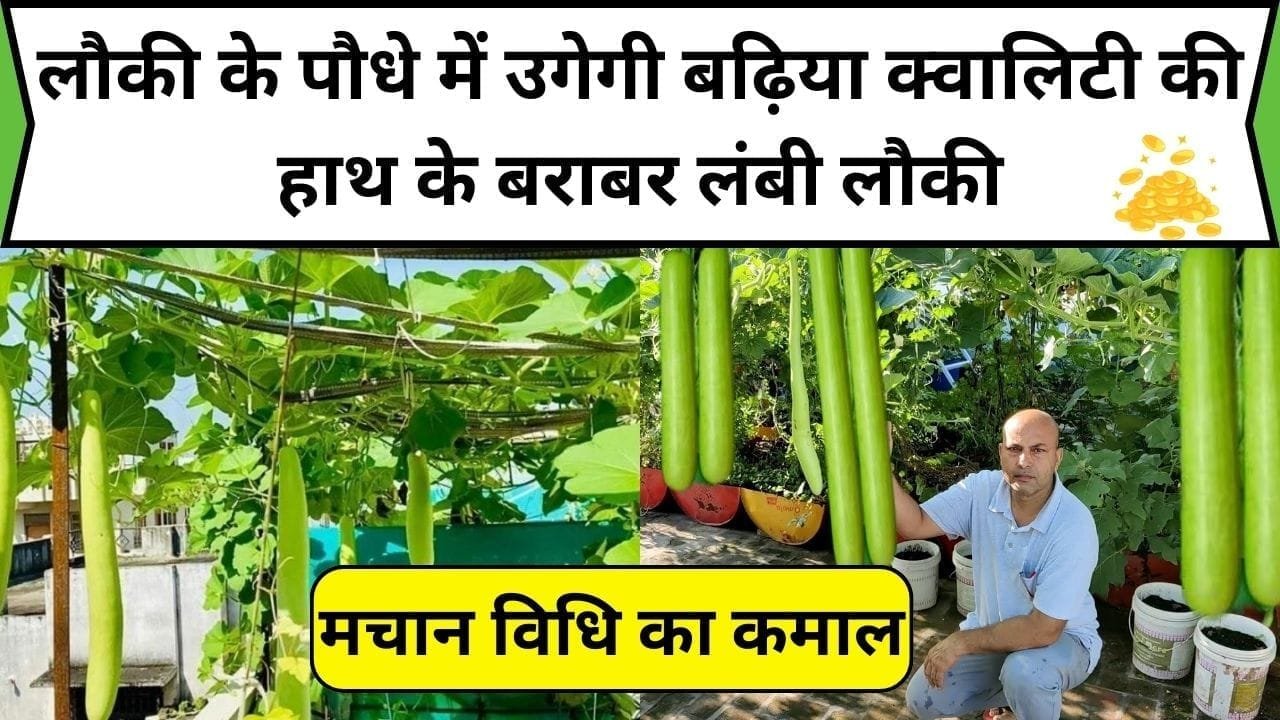 मचान विधि का कमाल, लौकी के पौधे में उगेगी बढ़िया क्वालिटी की हाथ के बराबर लंबी लौकी सिर्फ 90 दिन में होगी बंपर पैदावार, जाने खेती करने का तरीका