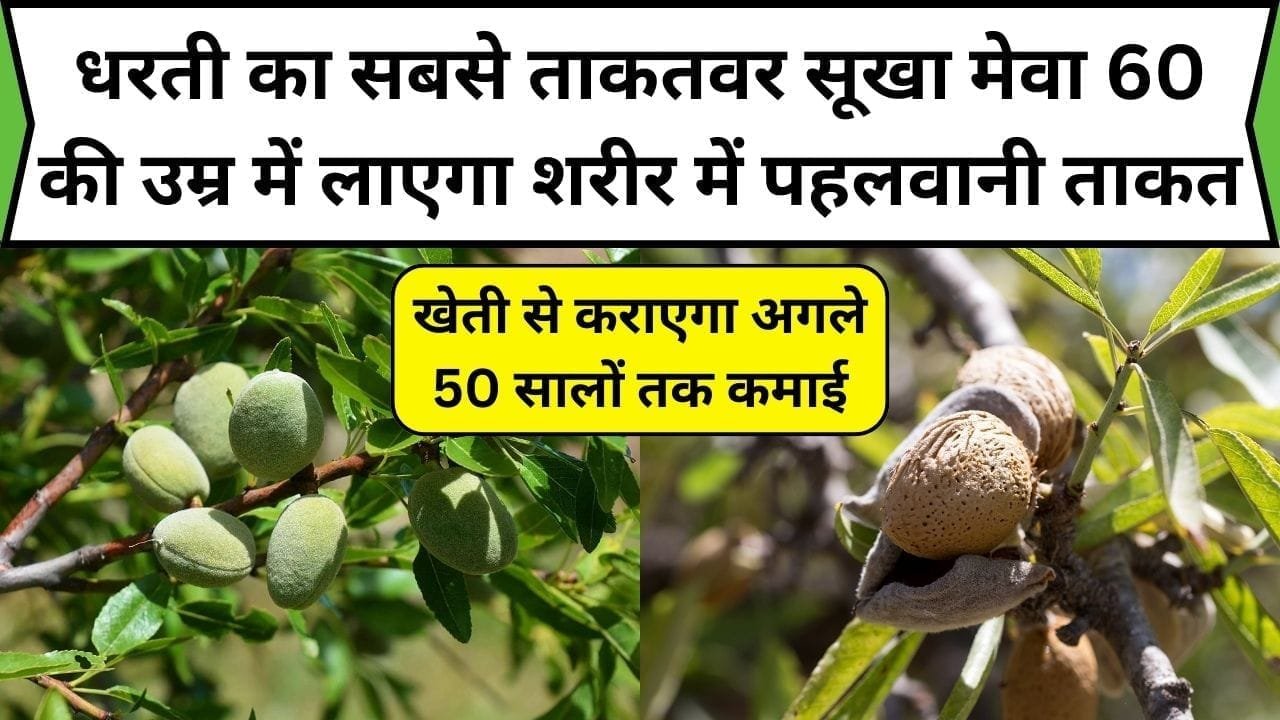 धरती का सबसे ताकतवर सूखा मेवा 60 की उम्र में लाएगा शरीर में पहलवानी ताकत, खेती से कराएगा अगले 50 सालों तक ताबड़तोड़ कमाई, जाने नाम