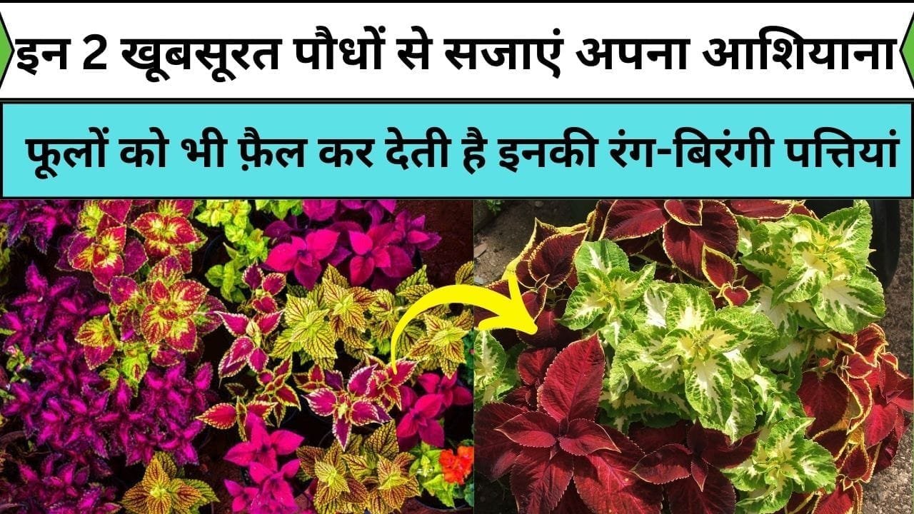 इन 2 खूबसूरत पौधों से सजाएं अपना आशियाना घर, फूलों को भी फ़ैल कर देती है इनकी आकर्षित रंग-बिरंगी पत्तियां, जाने पौधों के नाम