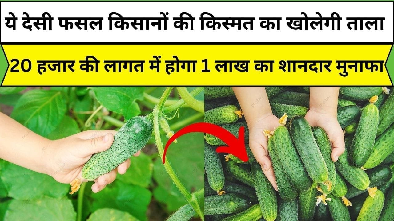 ये देसी फसल किसानों की किस्मत का खोलेगी ताला, 75 दिन में हो जाती है तैयार 20 हजार की लागत में होगा 1 लाख का शानदार मुनाफा, जाने नाम