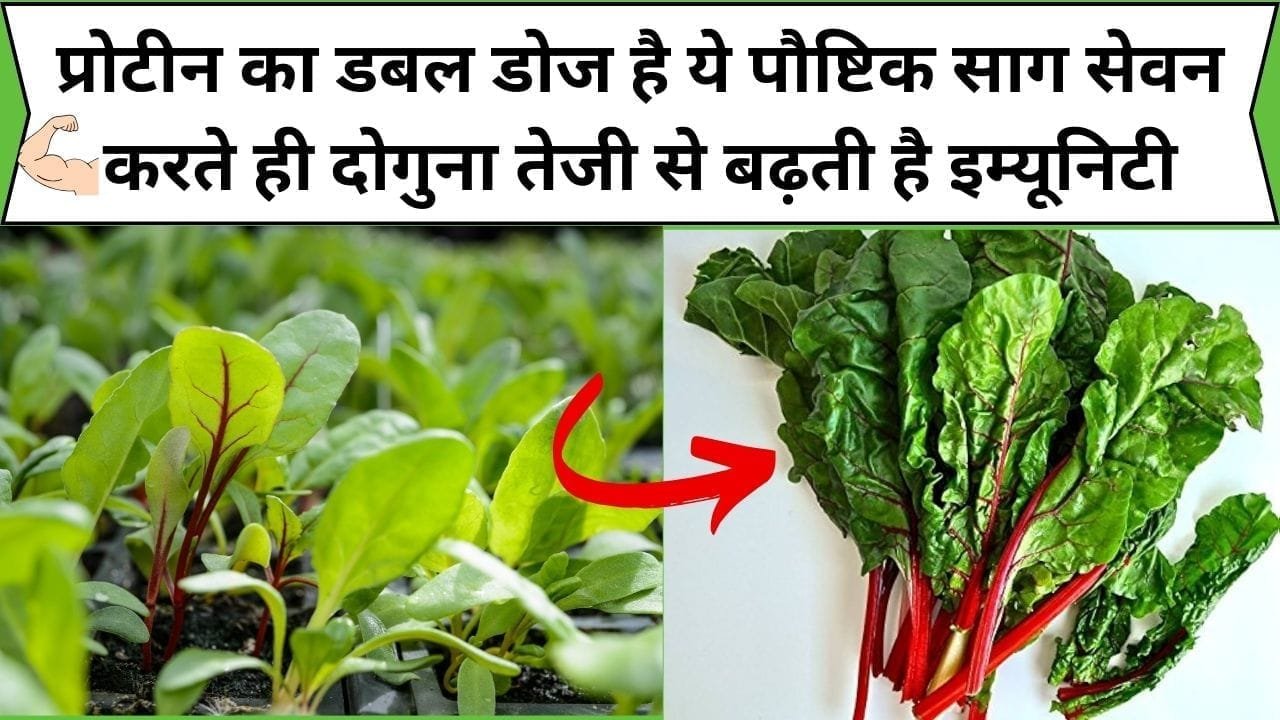 प्रोटीन का डबल डोज है ये पौष्टिक साग, मेथी-पालक भी कुछ नहीं है इसके सामने, सेवन करते ही दोगुना तेजी से बढ़ती है इम्यूनिटी, जाने नाम और काम