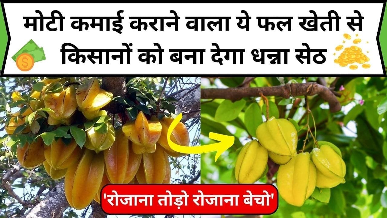 मोटी कमाई कराने वाला ये अद्भुत फल खेती से किसानों को बना देगा धन्ना सेठ, 1 एकड़ में होगा छप्परफाड़ मुनाफा 'रोजाना तोड़ो रोजाना बेचो'