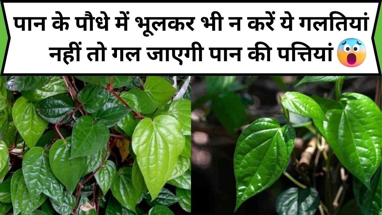 Gardening tips: पान के पौधे में भूलकर भी न करें ये गलतियां, नहीं तो गल जाएगी पान की पत्तियां कर लें ये 3 काम ढेरों पत्तियों से लद जाएगी पान की बेल