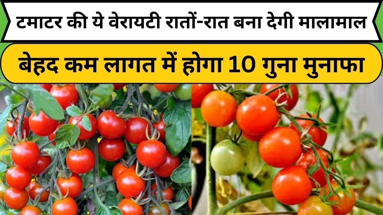 टमाटर की ये वेरायटी रातों-रात बना देगी मालामाल, बेहद कम लागत में होगा 10 गुना मुनाफा, जाने किस्म और खेती करने का तरीका