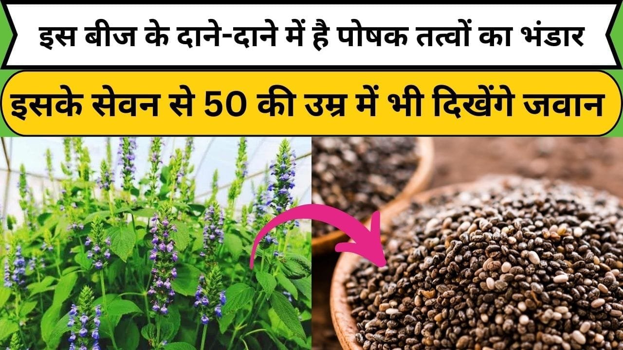 सके सेवन से 50 की उम्र में भी दिखेंगे जवान