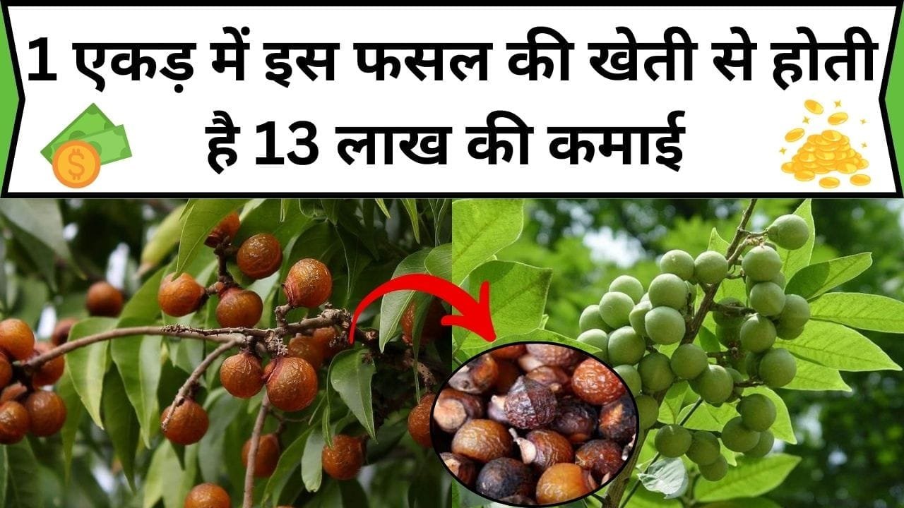 1 एकड़ में इस फसल की खेती से होती है 13 लाख की मोटी कमाई, सिंचाई-लागत और फटाफट बेचने की टेंशन भी नहीं 5 साल तक स्टोर कर सकते, जाने नाम