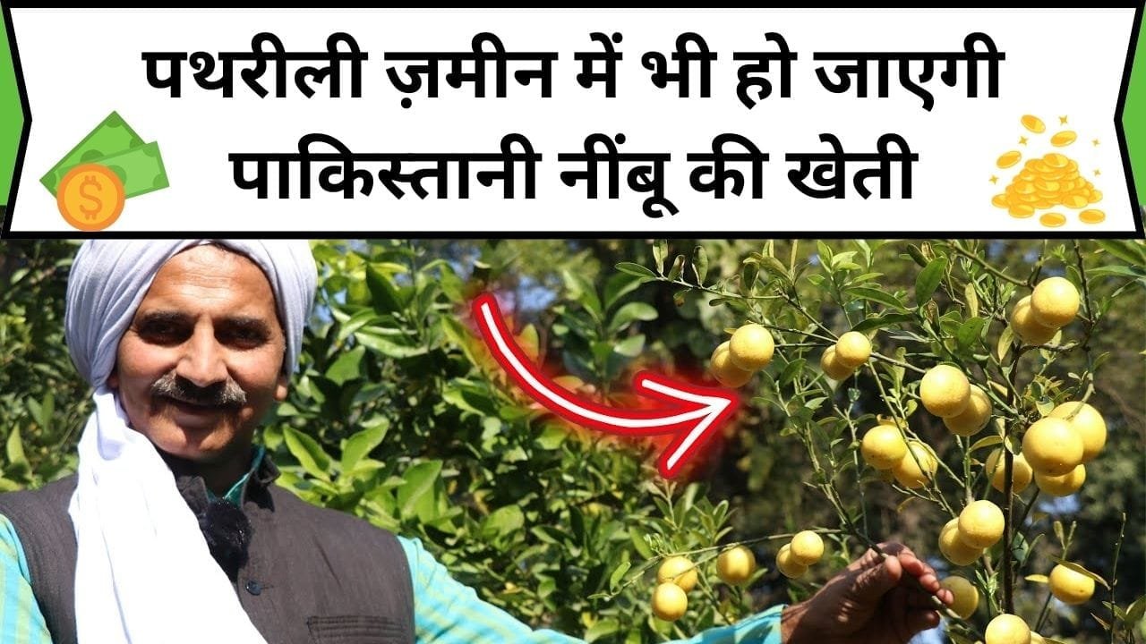 पथरीली ज़मीन में भी हो जाएगी पाकिस्तानी नींबू की खेती, कम लागत में होगा बंपर मुनाफा, जाने कैसे करें इस अनोखे नींबू की सफल खेती