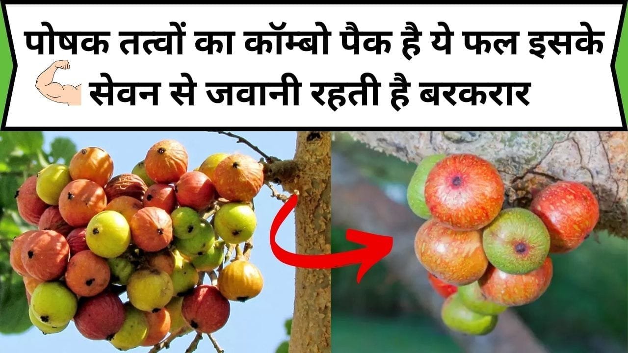 पोषक तत्वों का कॉम्बो पैक है ये ताकतवर फल, इसके सेवन से जवानी रहती है बरकरार और दोगुना होता है सुंदरता का निखार, जाने नाम और काम