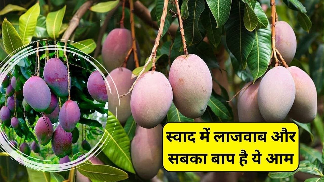 स्वाद में लाजवाब और सबका बाप है ये आम, दशहरी-तोतापरी नहीं आम की ये किस्म कराएगी छप्परफाड़ कमाई, 4500 रूपए प्रति किलो है कीमत, जाने किस्म