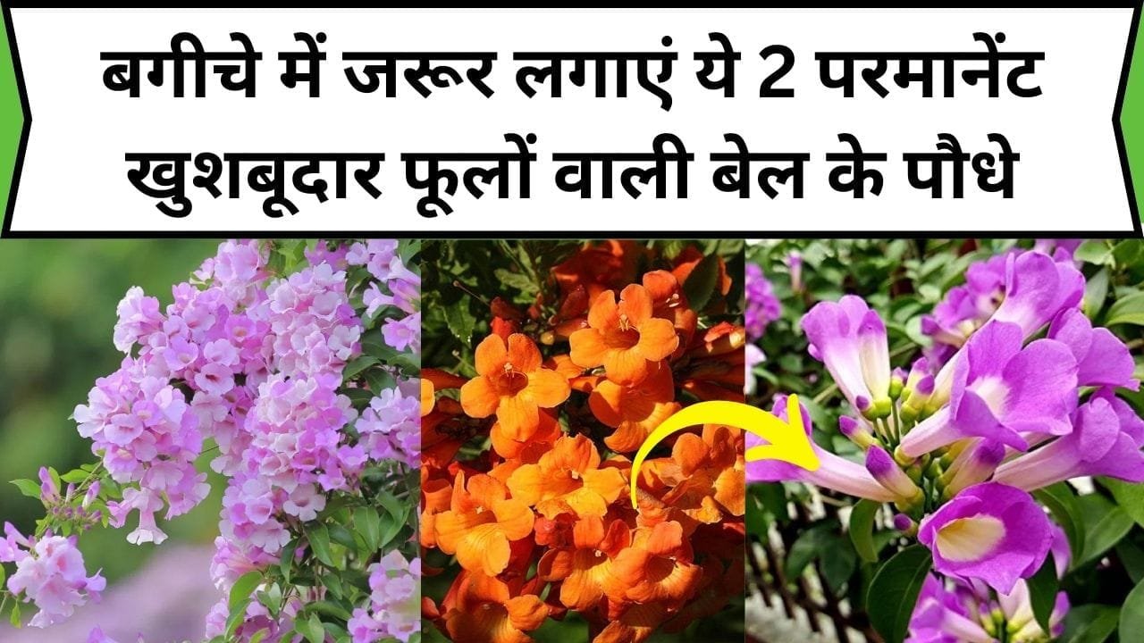 बगीचे में जरूर लगाएं ये 2 परमानेंट खुशबूदार फूलों वाली बेल के पौधे, गुच्छेदार फूलों की सुंदरता से चमक उठेगा पूरा गार्डन, जाने पौधों के नाम