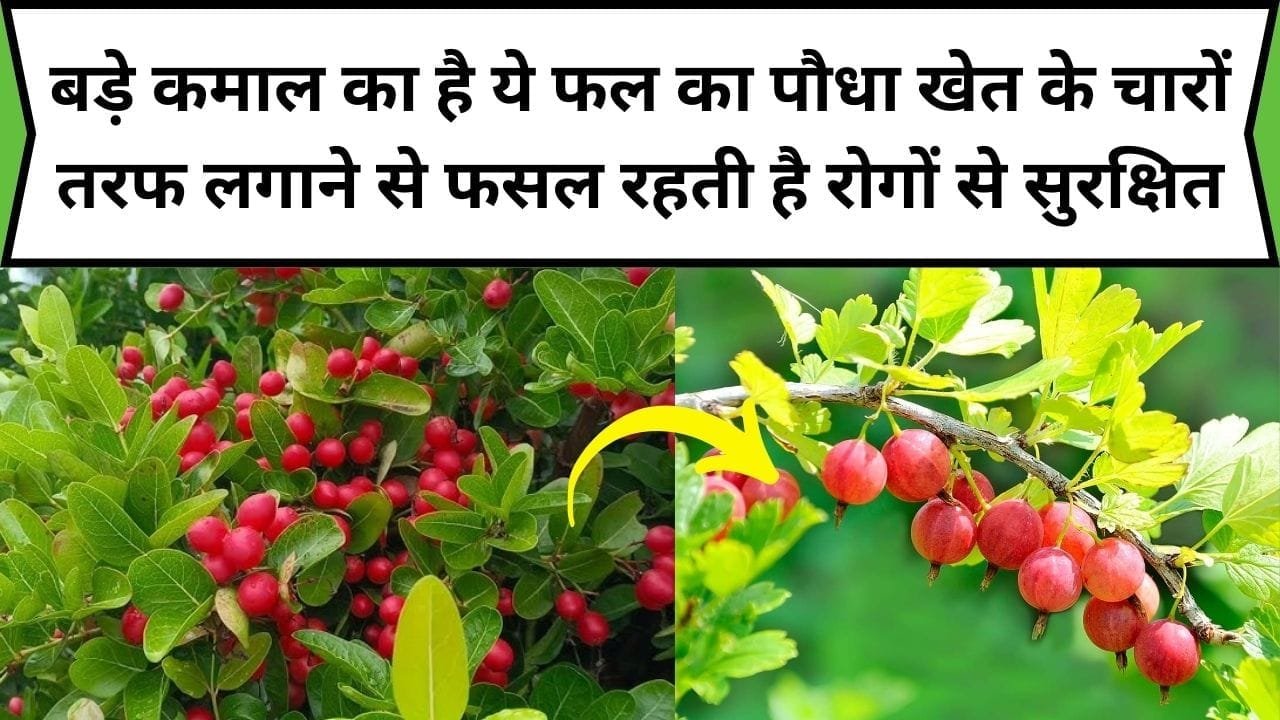 बड़े कमाल का है ये फल का पौधा, खेत के चारों तरफ लगाने से फसल रहती है रोगों से सुरक्षित जानवरों का नहीं रहता डर साथ में कमाई भी होती है बंपर, जाने नाम