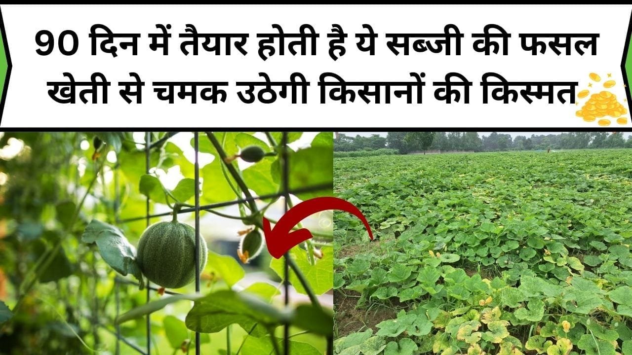 90 दिन में तैयार होती है ये सब्जी की फसल, खेती से चमक उठेगी किसानों की किस्मत पूजा में भी है खास महत्व लागत-मेहनत भी कम, जाने नाम