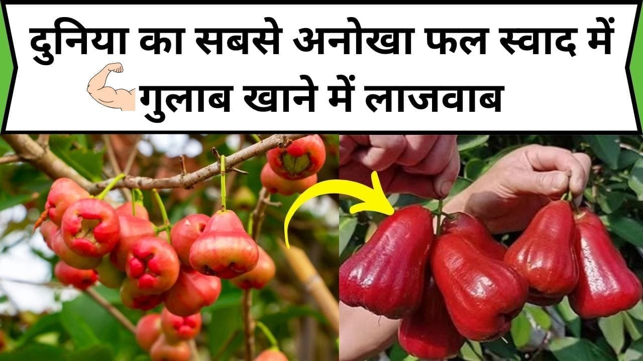 दुनिया का सबसे अनोखा फल, स्वाद में गुलाब खाने में लाजवाब, सेवन करते ही थम जाएगा बुढ़ापा आंखों की रोशनी होगी 2 गुना, जाने नाम और काम