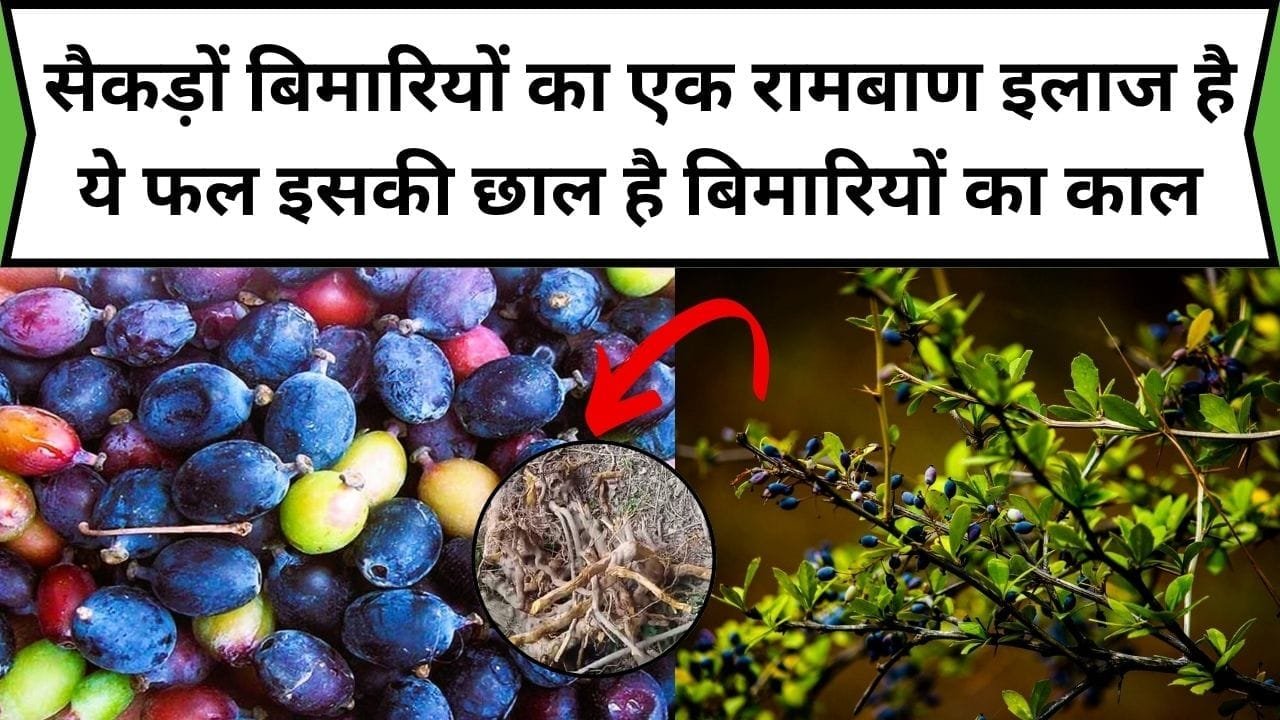 सैकड़ों बिमारियों का एक रामबाण इलाज है ये फल, इसकी जड़ से लेकर छाल है बिमारियों का काल, जाने नाम और काम