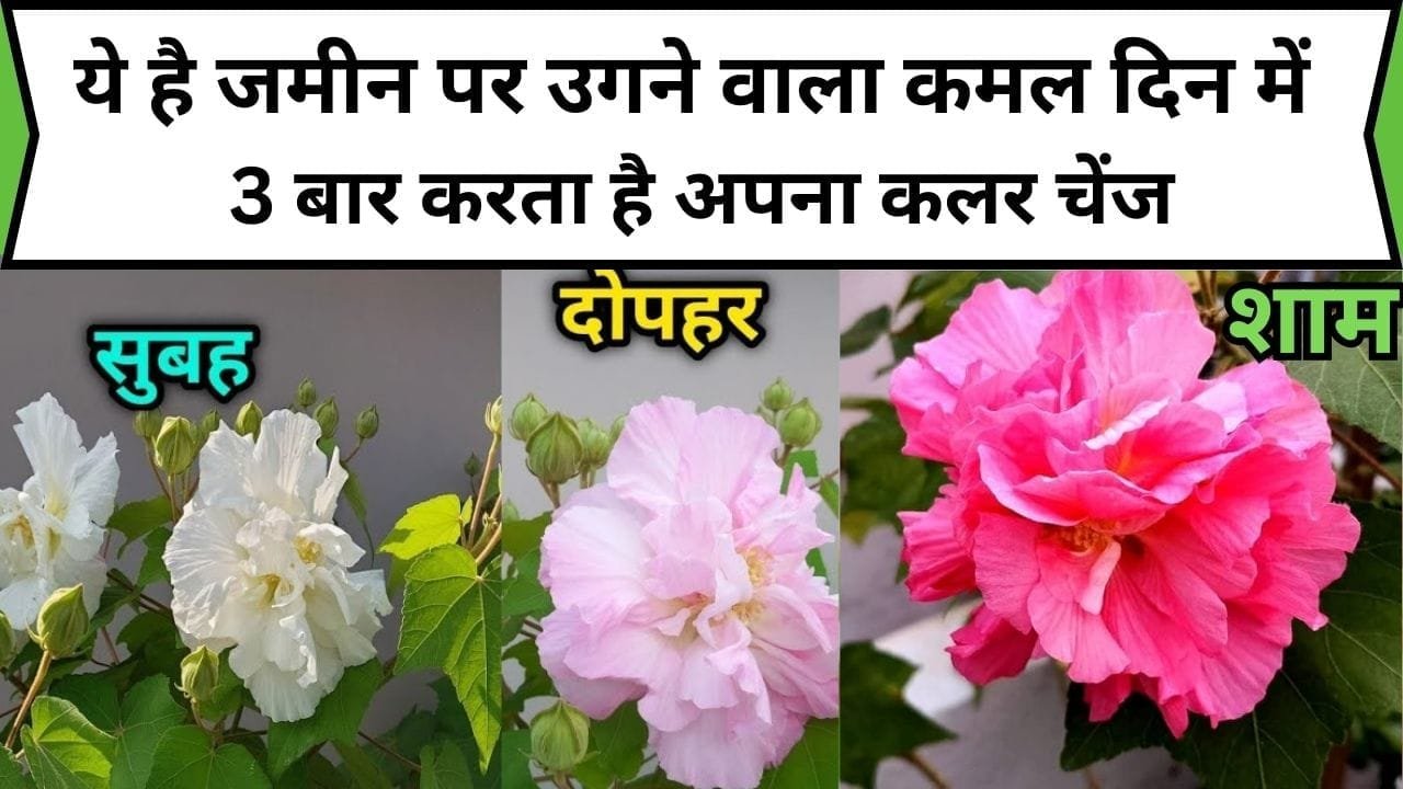 ये है जमीन पर उगने वाला कमल, दिन में 3 बार करता है अपना कलर चेंज, अक्टूबर महीने में आसानी से उगाएं कटिंग से पौधा, जाने नाम