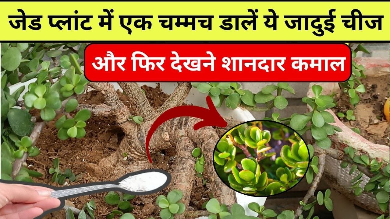 Gardening tips: जेड प्लांट में एक चम्मच डालें ये जादुई चीज, एक भी पत्ता पीला हो कर नीचे नहीं गिरेगा और पौधा होगा हरा भरा, जाने नाम और काम