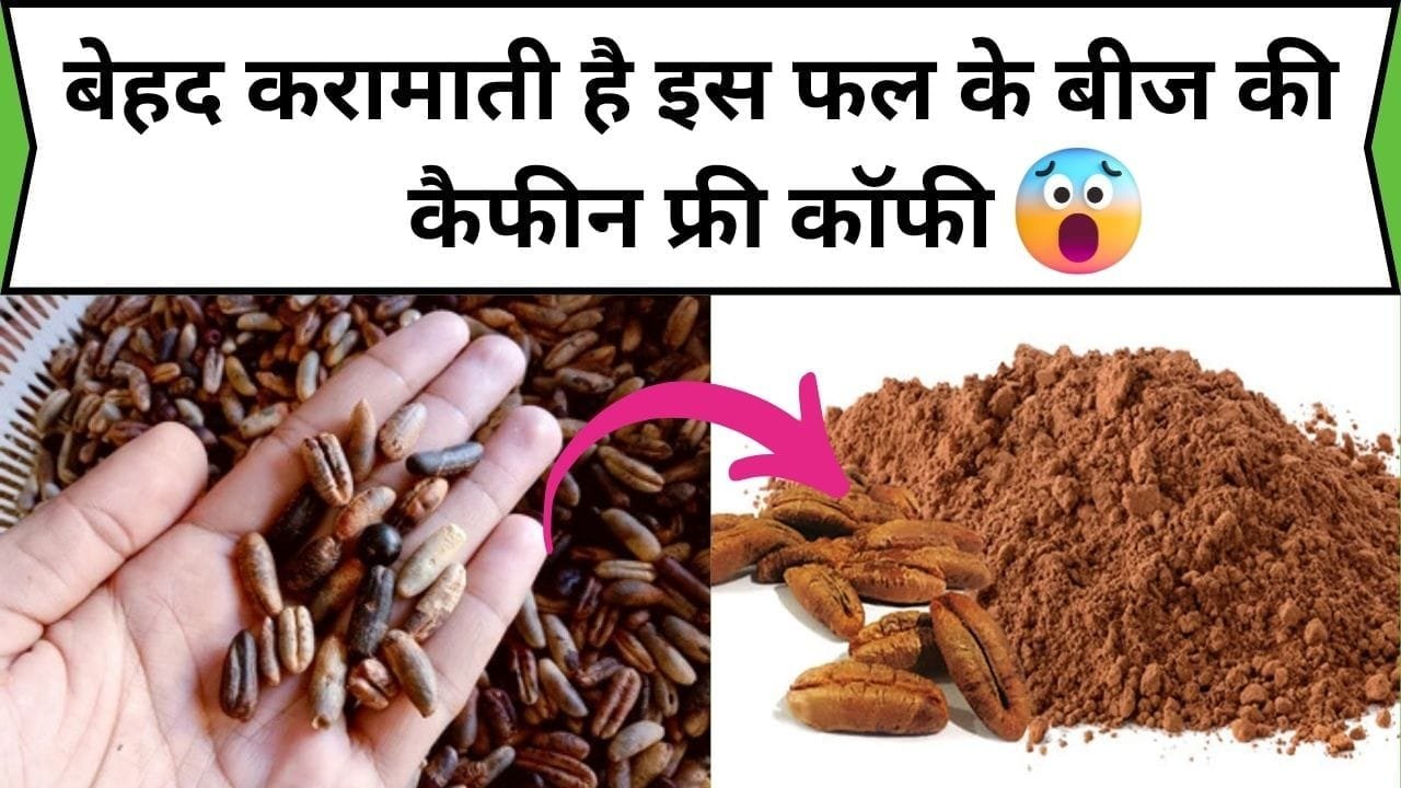बेहद करामाती है इस बीज की कैफीन फ्री कॉफी, इसकी गुठली फेंकने से पहले 10 बार सोचेंगे, फायदे जान हो जायेंगे हैरान, जाने नाम और काम
