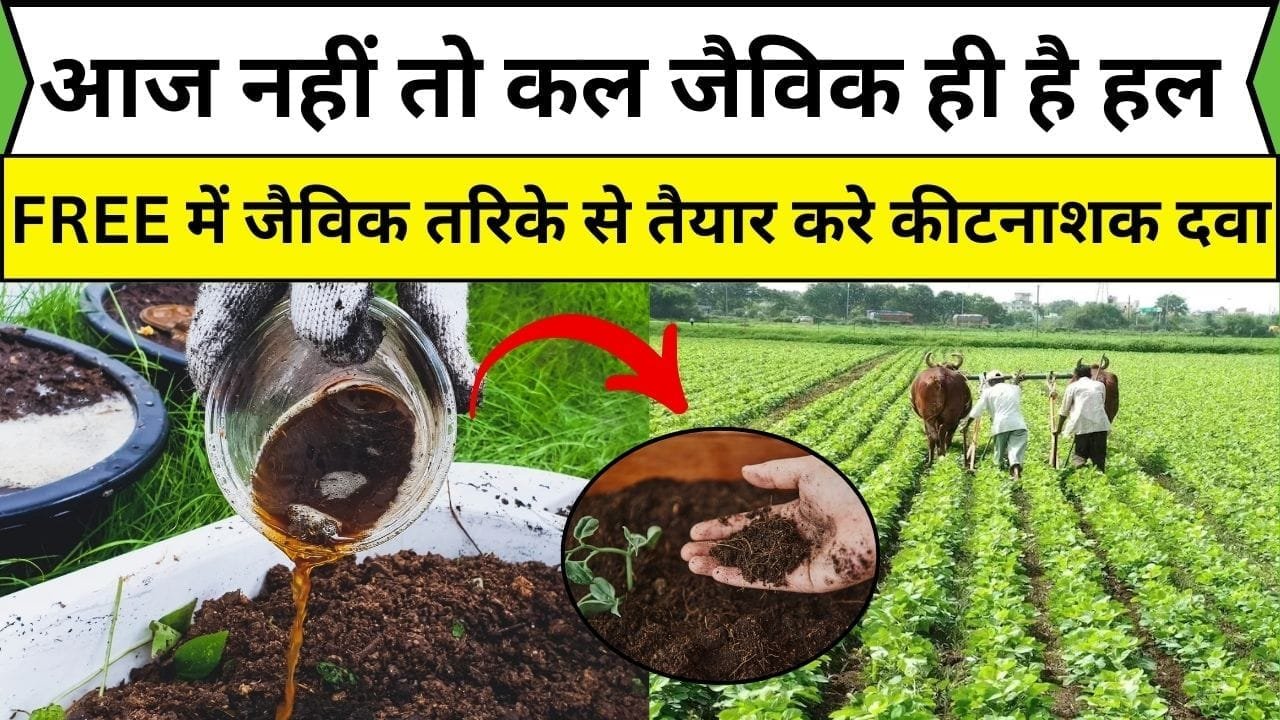 आज नहीं तो कल जैविक ही है हल, FREE में जैविक तरिके से तैयार करे कीटनाशक दवा 100% फसल को बनाएगा कीट-रोगमुक्त, जाने फोर्मुला