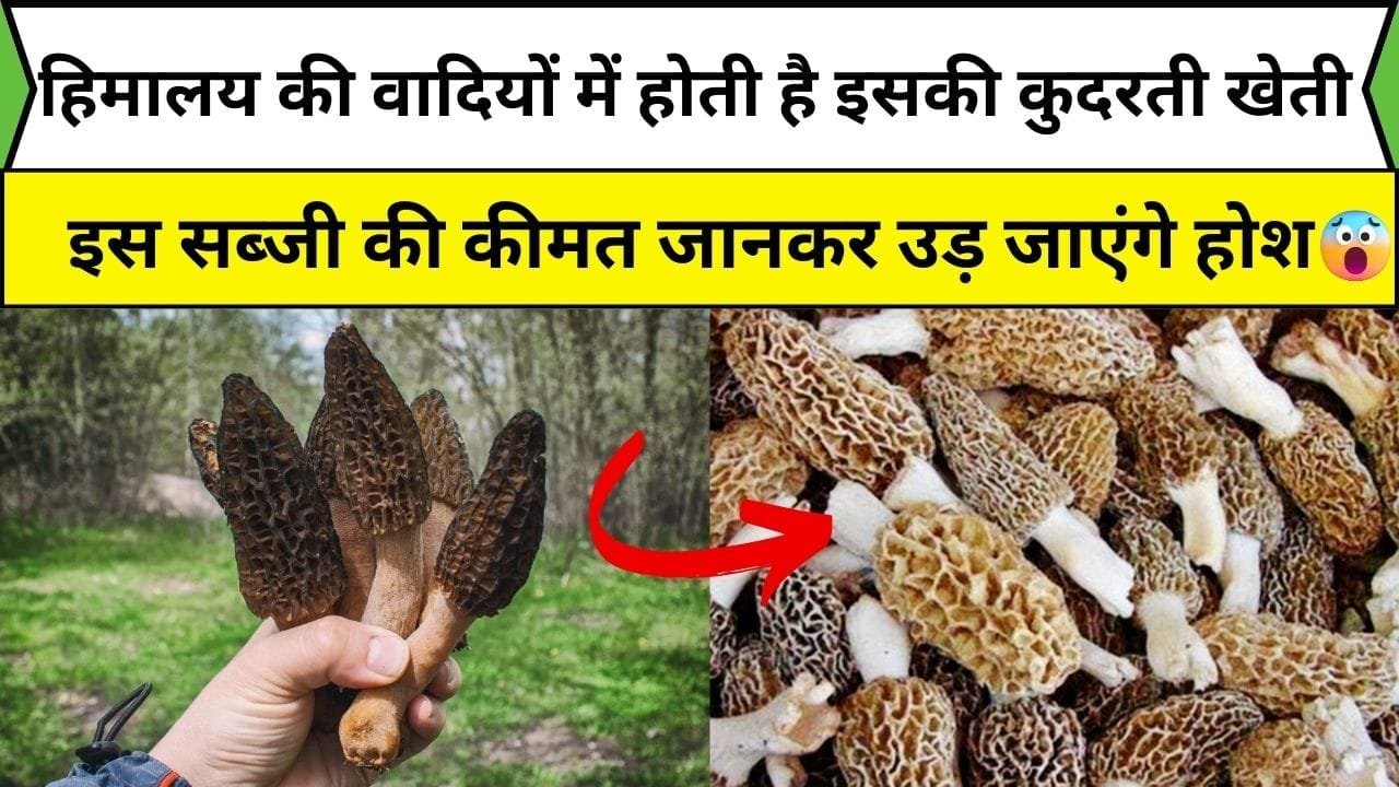 दुनिया की सबसे ताकतवर है ये सब्जी, कीमत जानकर उड़ जाएंगे होश देश-विदेश में है भारी मांग हिमालय की वादियों में होती है इसकी कुदरती खेती, जाने नाम