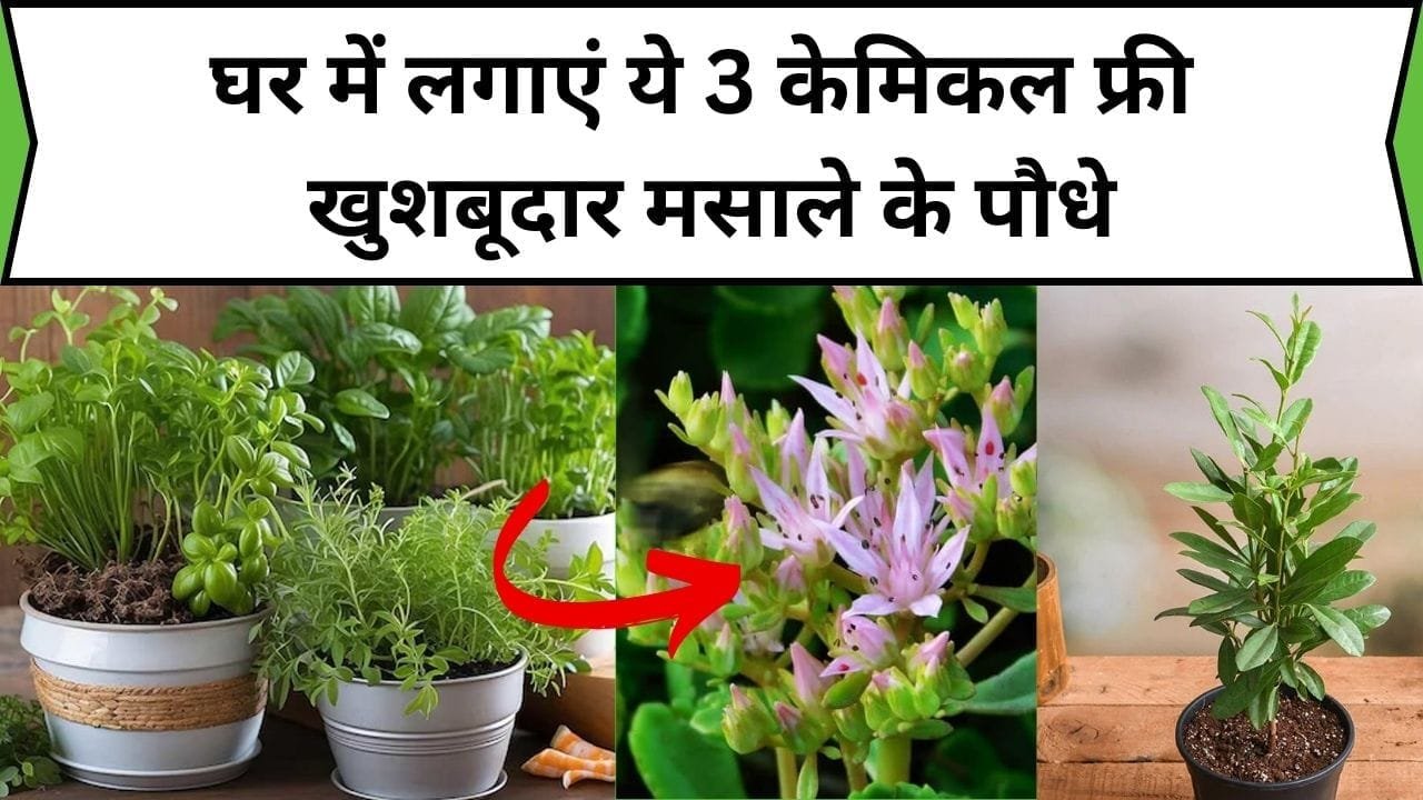 Gardening tips: घर में लगाएं ये 3 केमिकल फ्री खुशबूदार मसाले के पौधे, बजार से खरीदने की झंझट होगी खत्म, जाने पौधों के नाम