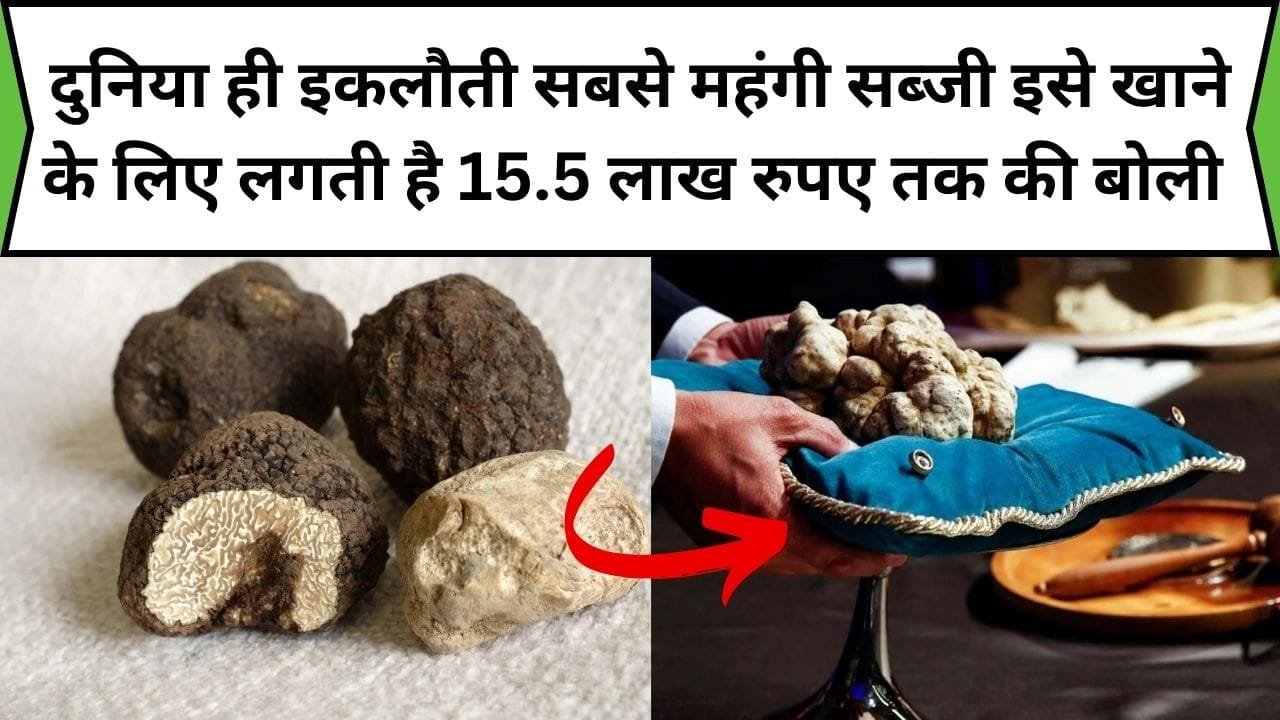 दुनिया ही इकलौती सबसे महंगी है ये सब्जी, इसे खाने के लिए लगती है 15.5 लाख रुपये तक की बोली फायदे जान हो जाएंगे हैरान, जाने नाम और काम