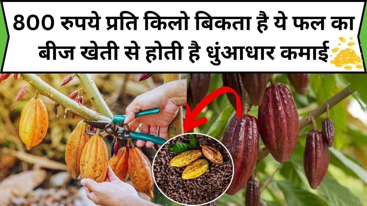 800 रुपये प्रति किलो बिकता है ये फल का बीज, 1 एकड़ में खेती से होती है धुंआधार कमाई समेत छप्परफाड़ उत्पादन, जाने नाम और काम