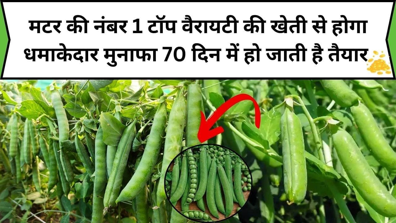 मटर की नंबर 1 टॉप वैरायटी की खेती से होगा धमाकेदार मुनाफा, 70 दिन में हो जाती है तैयार एक एकड़ में होता बंपर पैदावार, जाने किस्म