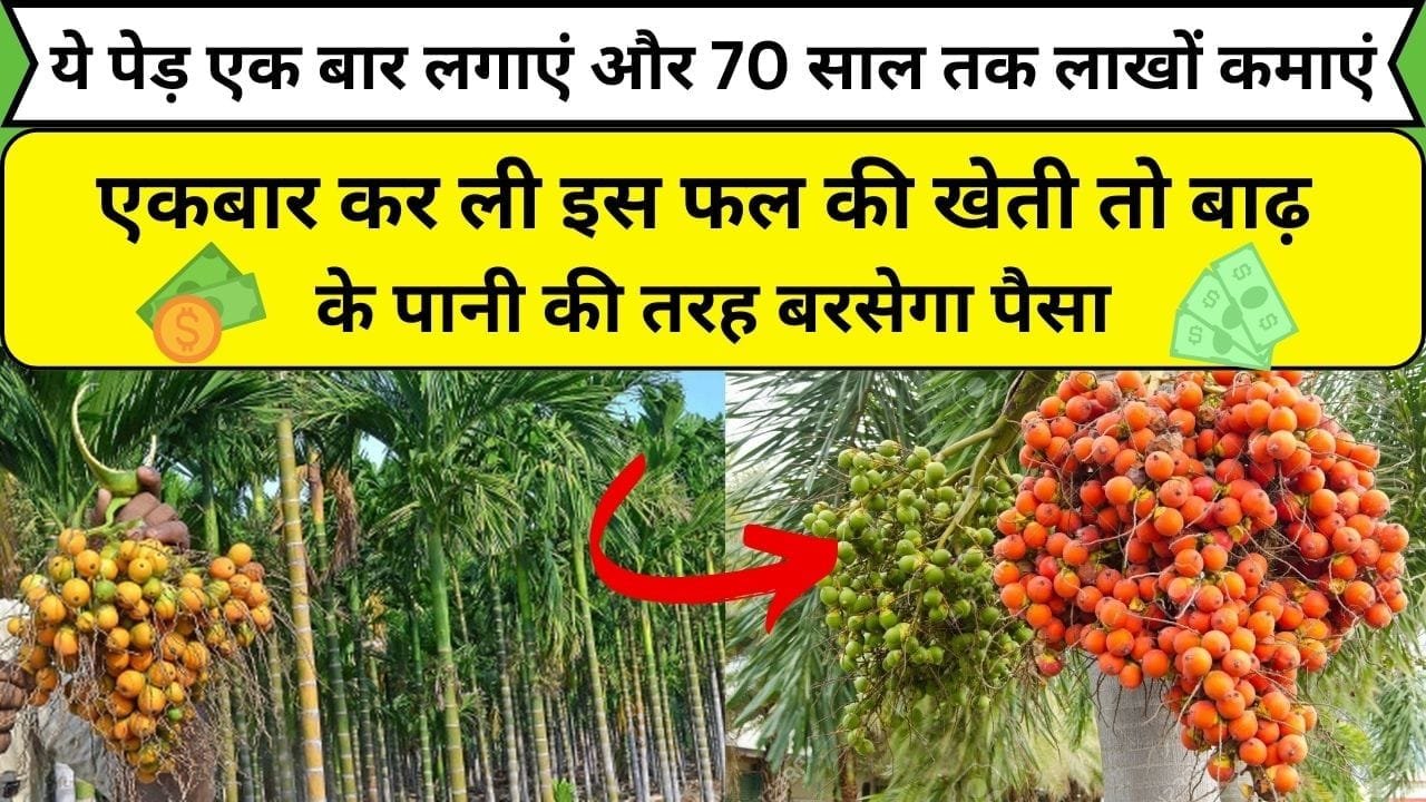 ये पेड़ एक बार लगाएं और 70 साल तक लाखों कमाएं, एकबार कर ली इस फल की खेती तो बाढ़ के पानी की तरह बरसेगा पैसा, जाने खेती का तरीका
