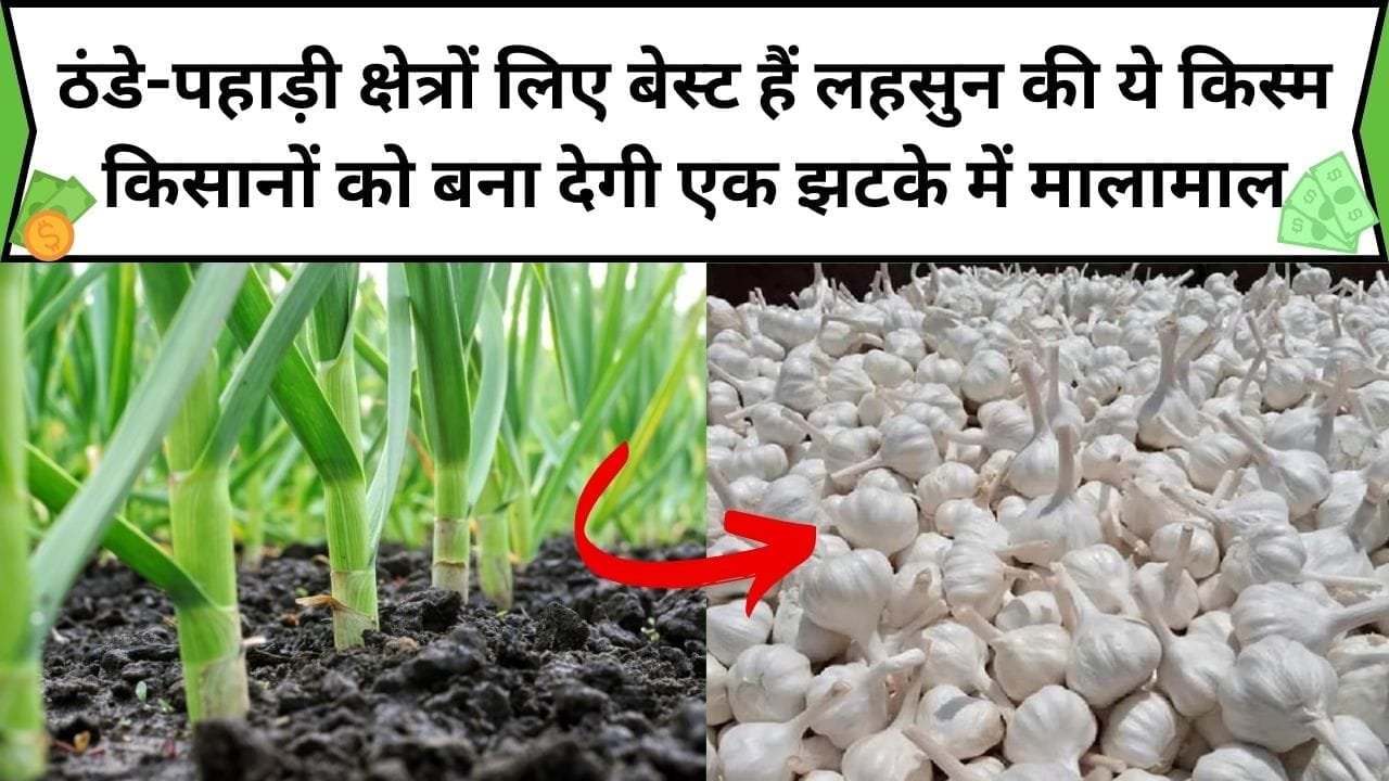 ठंडे-पहाड़ी क्षेत्रों लिए बेस्ट हैं लहसुन की ये किस्म, किसानों को बना देगी एक झटके में मालामाल, बंपर उत्पादन देख उड़ जाएंगे होश, जाने किस्म
