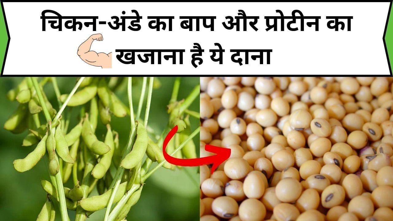 चिकन-अंडे का बाप और प्रोटीन का खजाना है ये दाना, डाइट में शामिल करने से 1 महीने में बन जाती है तगड़ी बॉडी, जाने नाम और काम