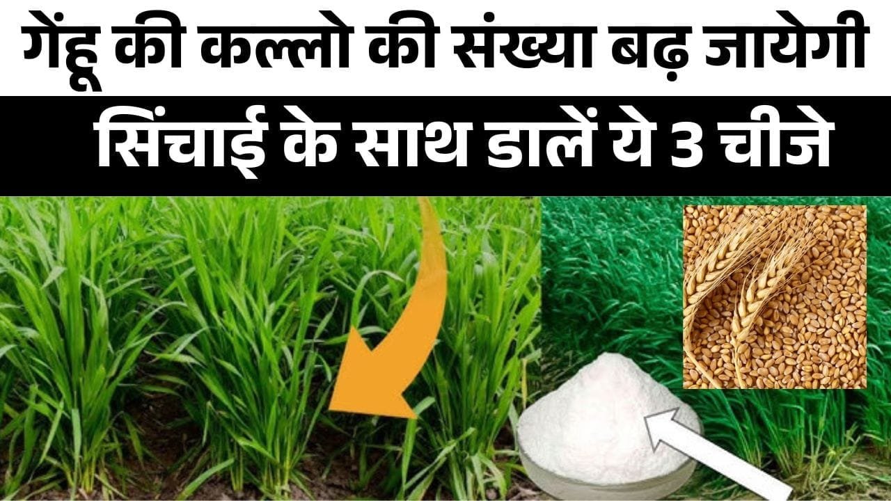 गेंहू की पैदावार कैसे बढ़ाएं