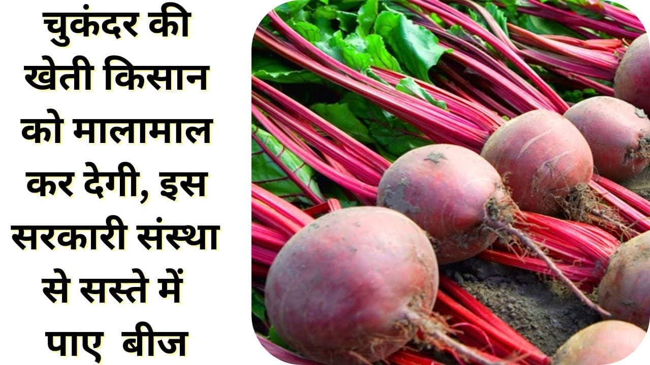 इस सरकारी दुकान से सस्ते में मंगा सकते है बीज