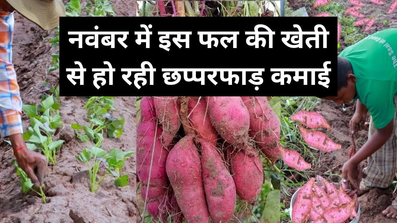 नवंबर में इस फल की खेती से हो रही छप्परफाड़ कमाई