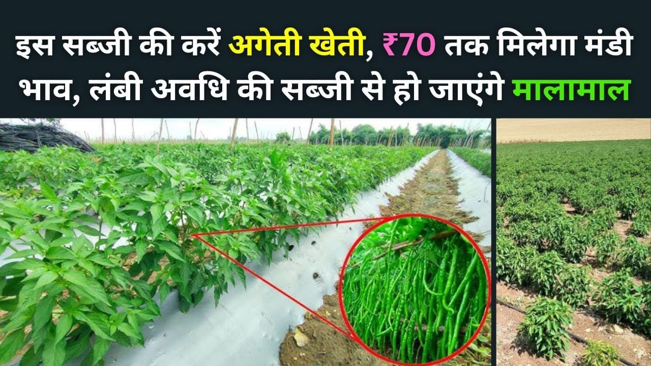 इस सब्जी की करें अगेती खेती