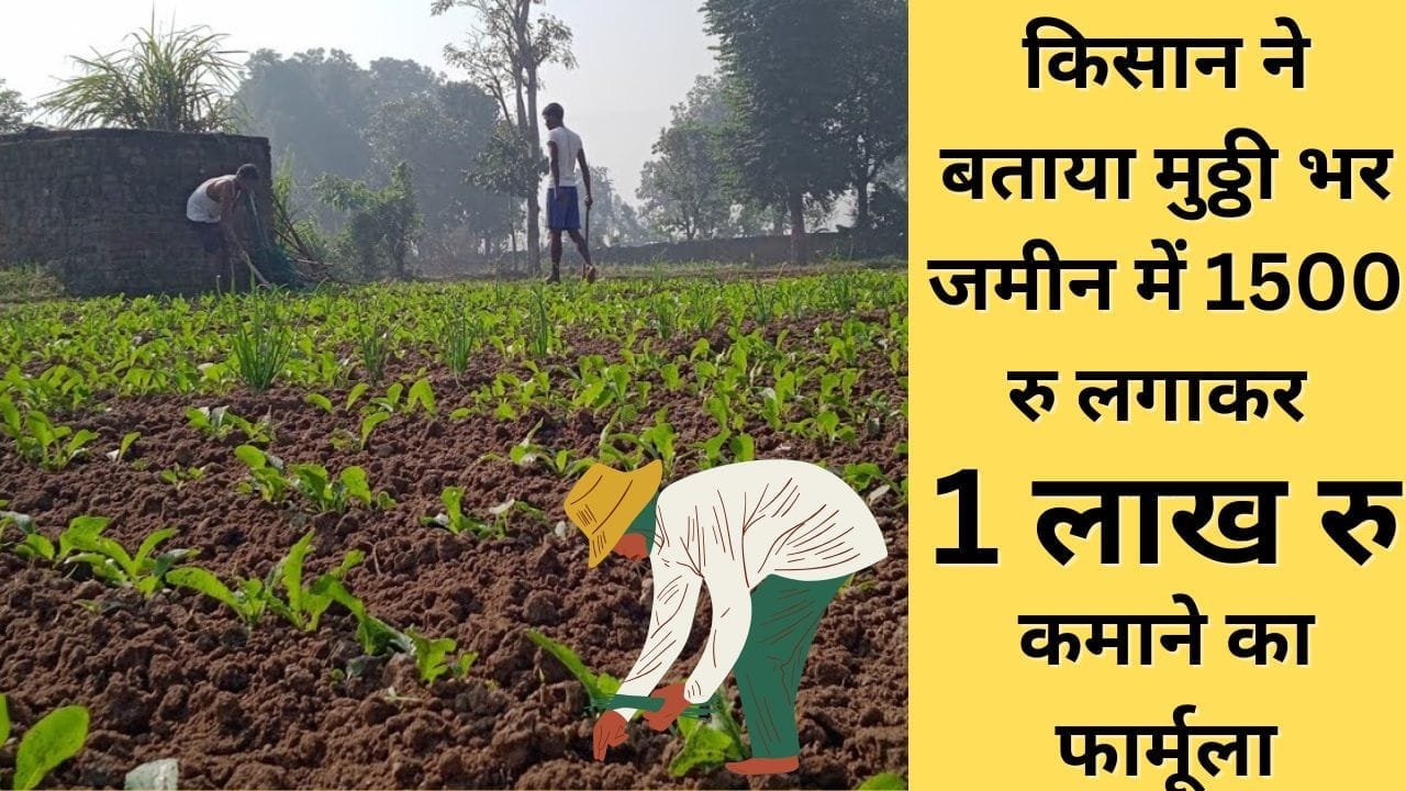 डेढ़ महीने की फसल से किसान की तिजोरी छलक जाएगी