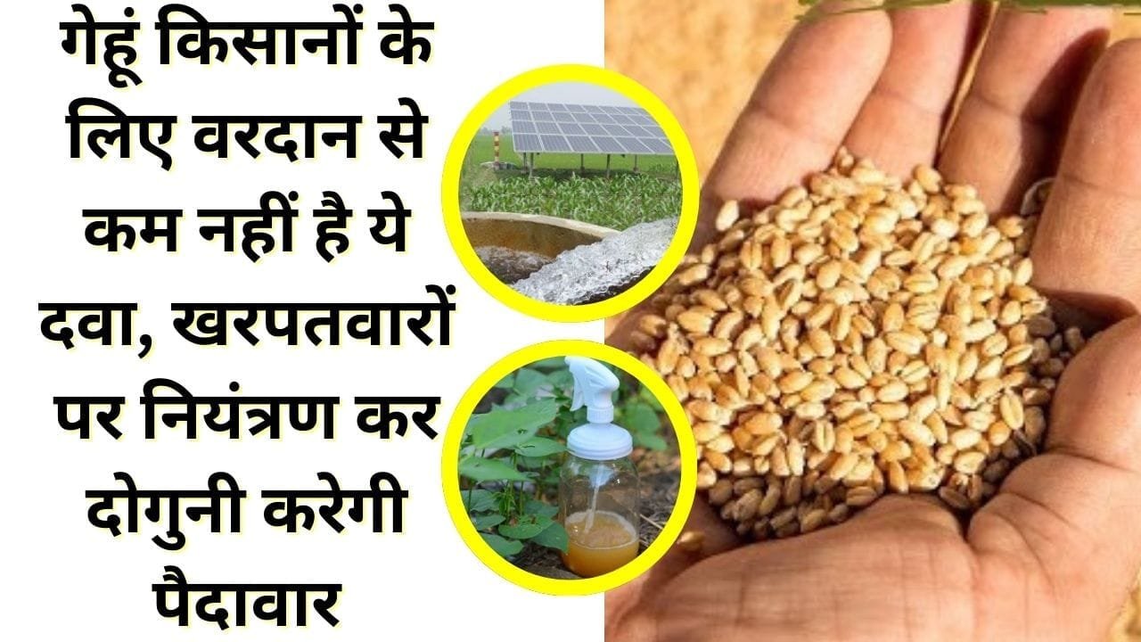गेहूं किसानों के लिए वरदान से कम नहीं है ये दवा