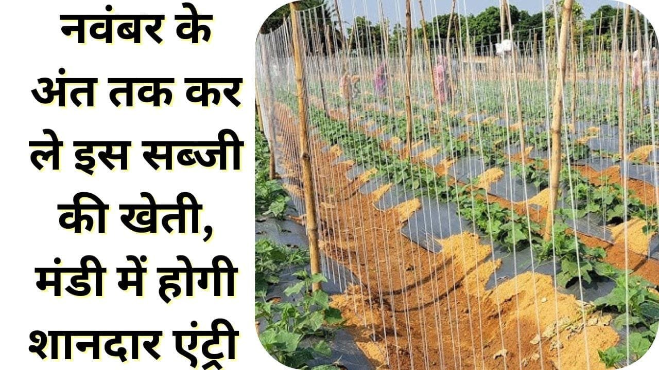 नवंबर के अंत तक कर ले इस सब्जी की खेती