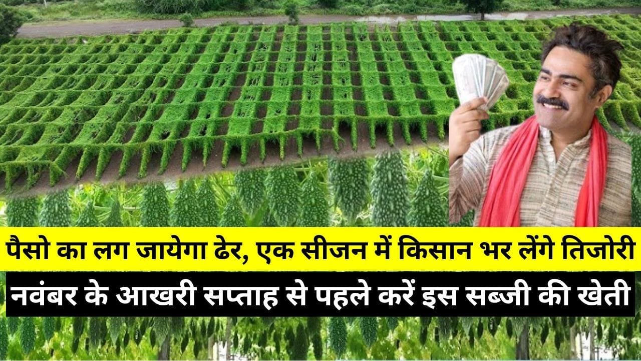 नवंबर के आखरी सप्ताह से पहले करें इस सब्जी की खेती