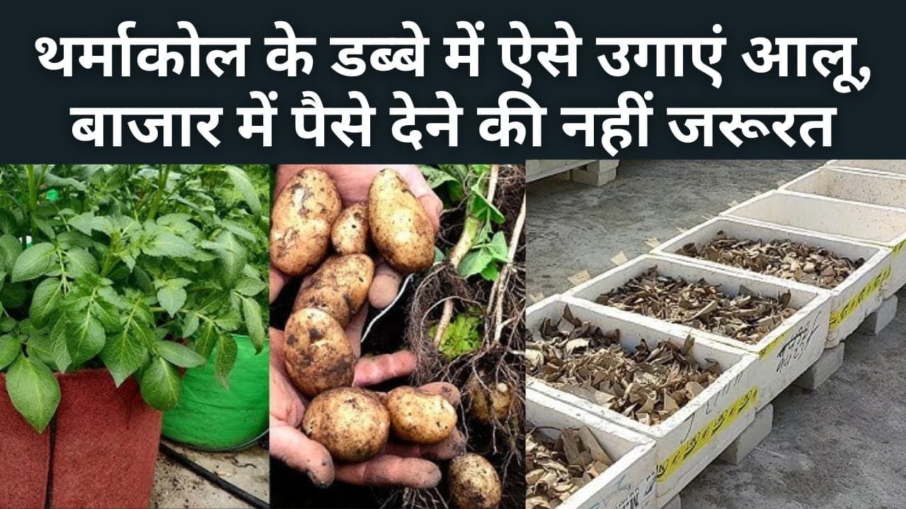 थर्माकोल के डब्बे में ऐसे उगाएं आलू
