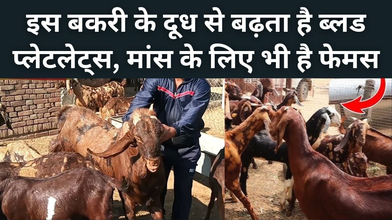इस बकरी के दूध से बढ़ता है ब्लड प्लेटलेट्स