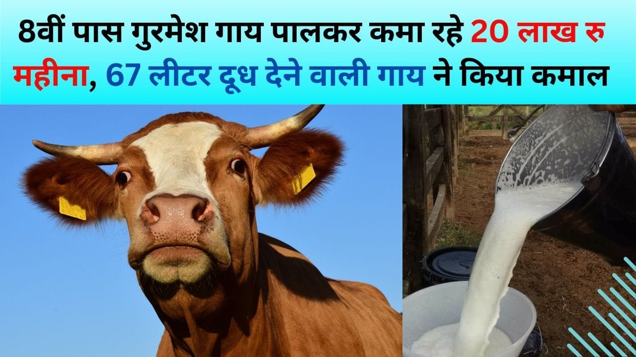 8वीं पास गुरमेश गाय पालकर कमा रहे 20 लाख रु महीना