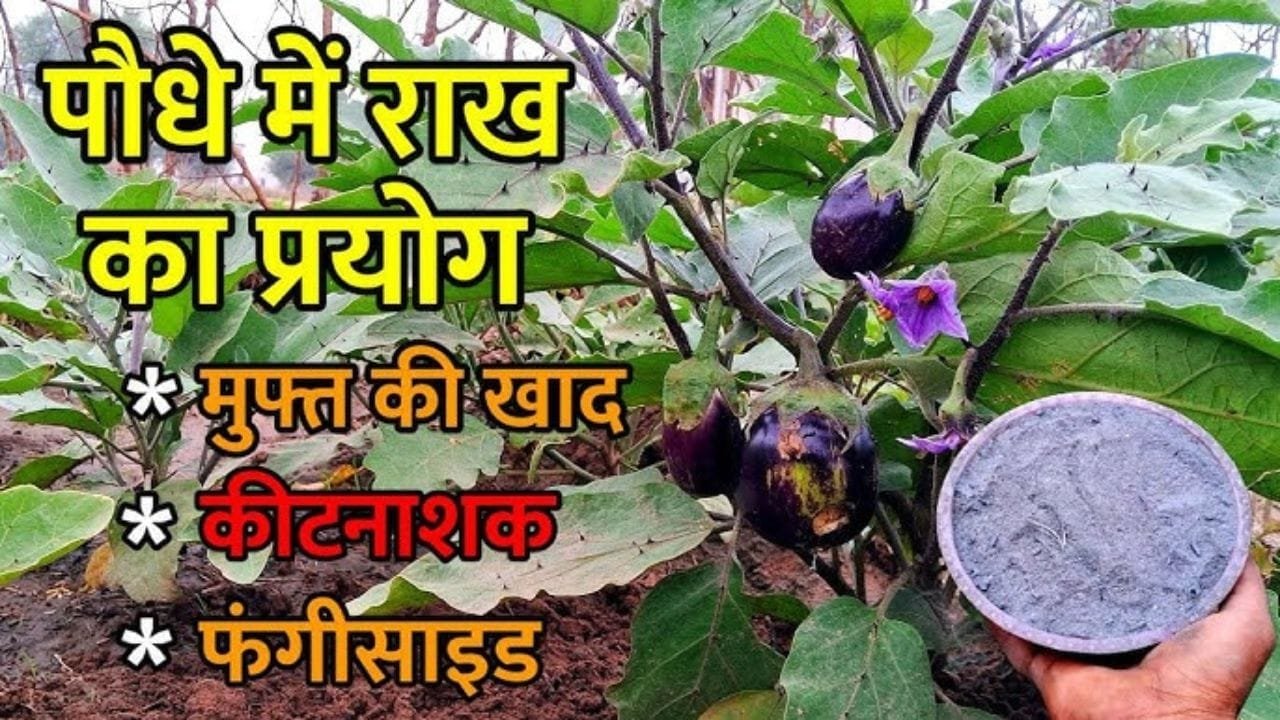 पौधे में फूल फल गिरने और कीड़े की समस्या