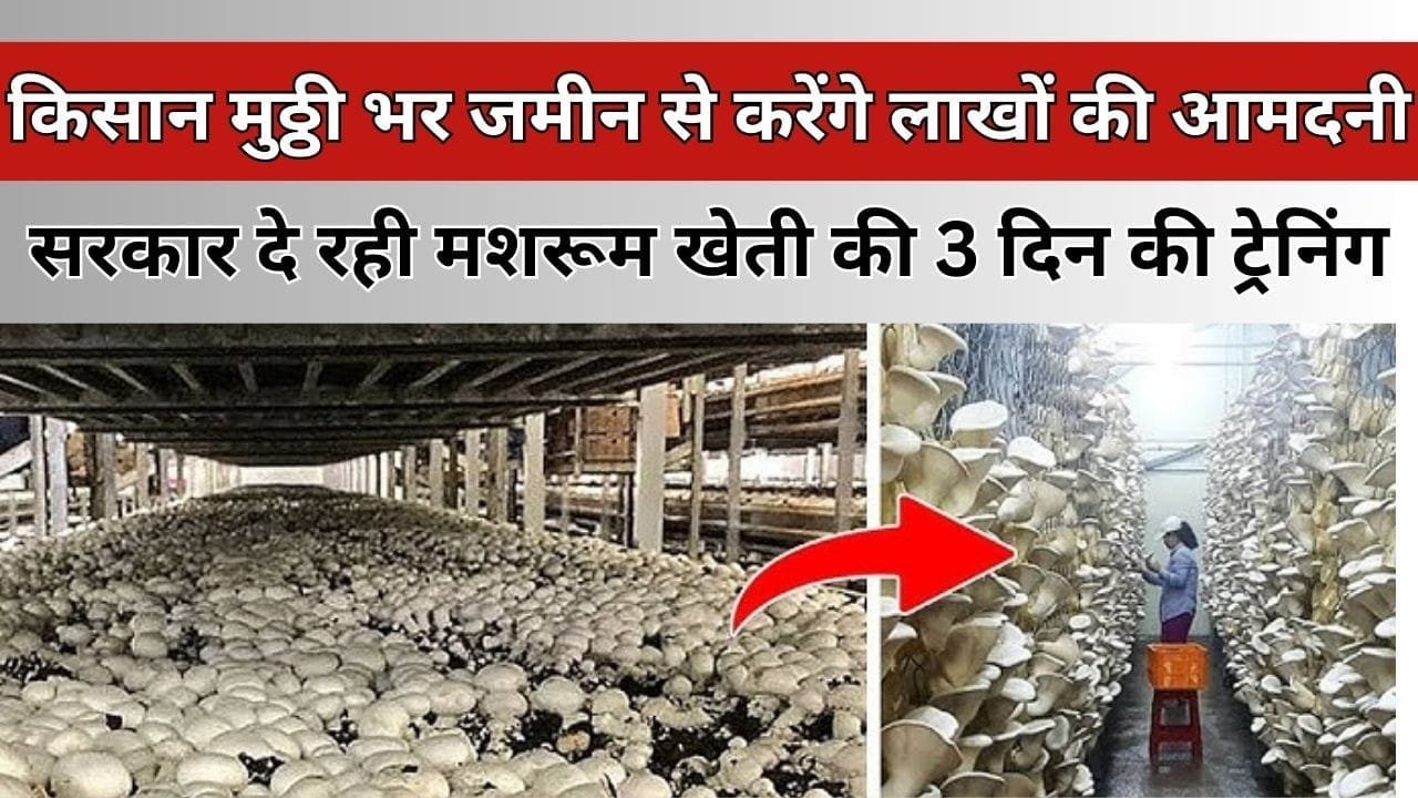 सरकार दे रही मशरूम खेती की 3 दिन की ट्रेनिंग