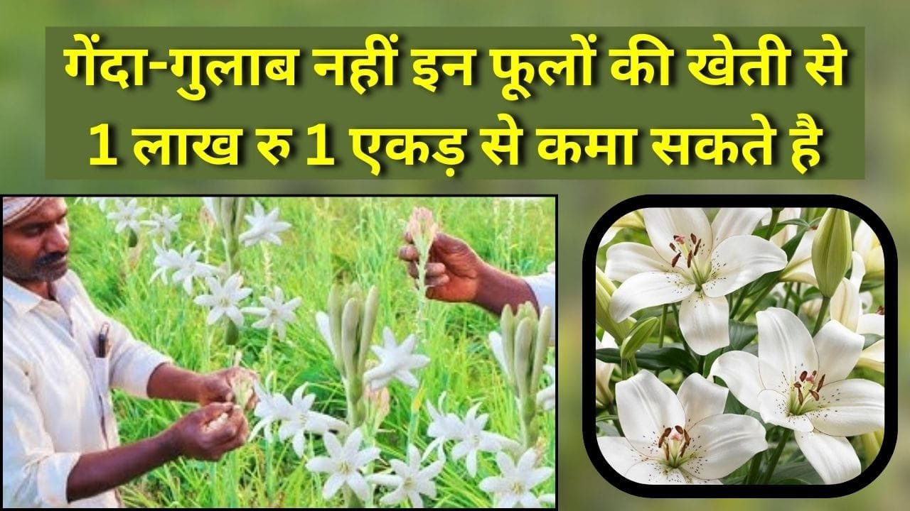 गेंदा-गुलाब नहीं इन फूलों की खेती से 1 लाख रु 1 एकड़ से कमा सकते है