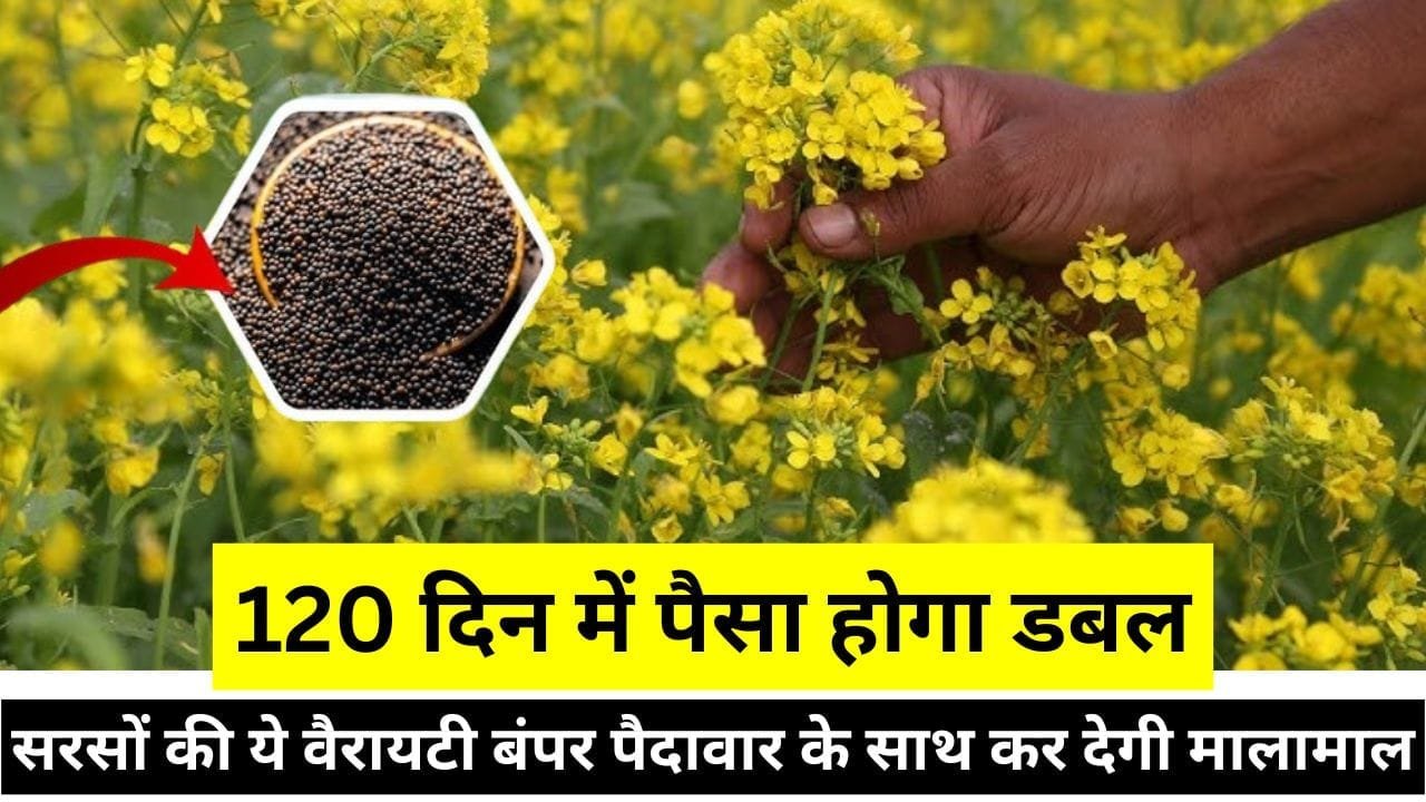 सरसों की ये वैरायटी बंपर पैदावार के साथ कर देगी मालामाल