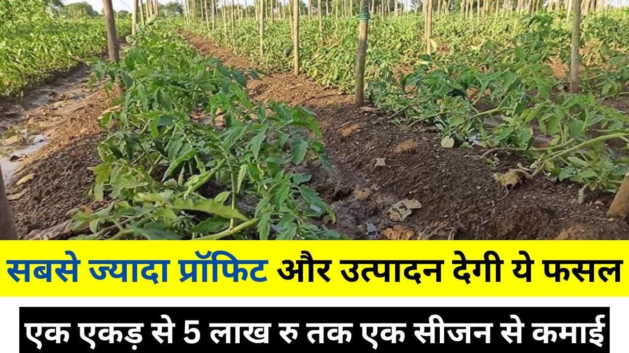 सबसे ज्यादा प्रॉफिट और उत्पादन देगी ये फसल