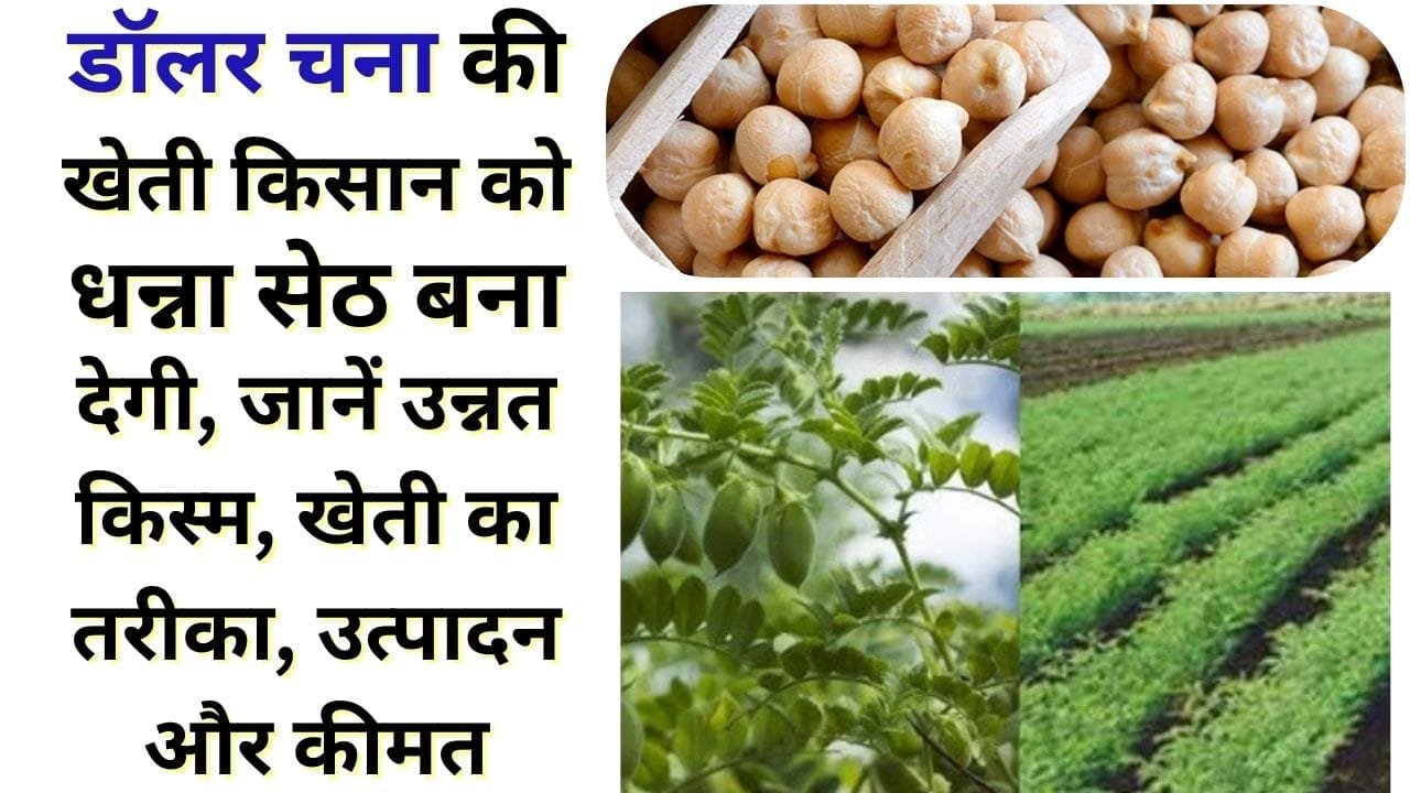डॉलर चना की खेती किसान को धन्ना सेठ बना देगी