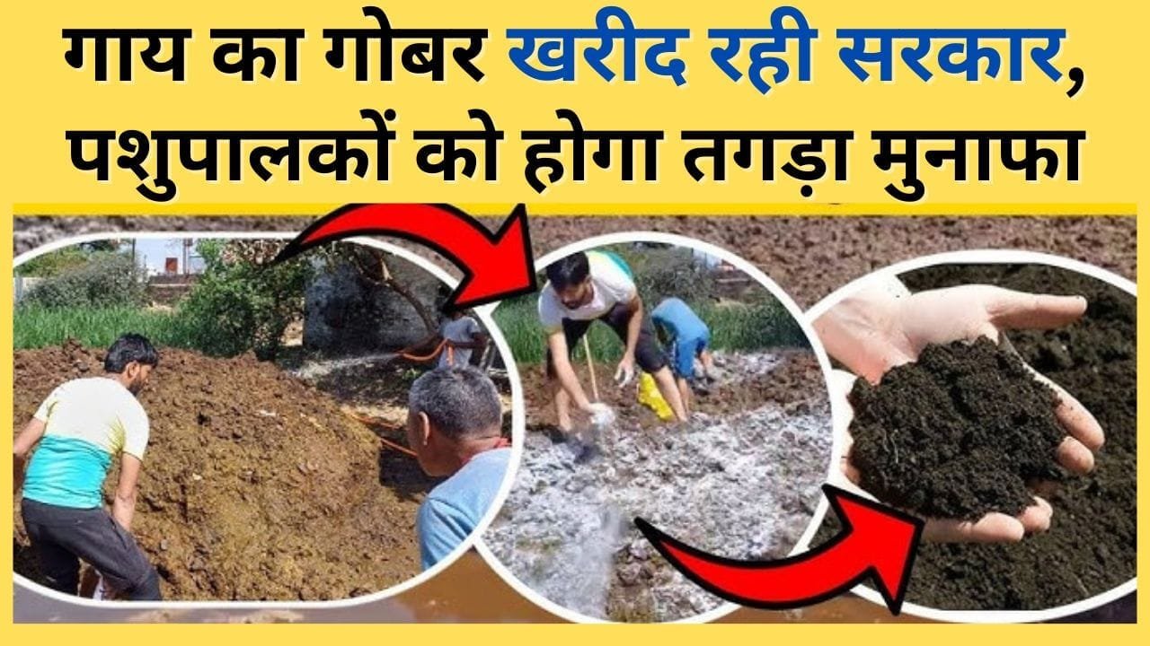 गाय का गोबर खरीद रही सरकार