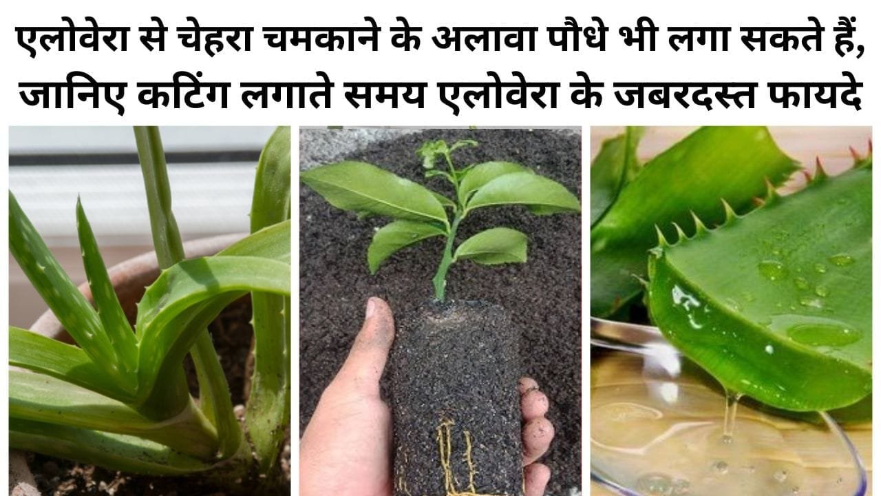 Gardening Tips for Beginners