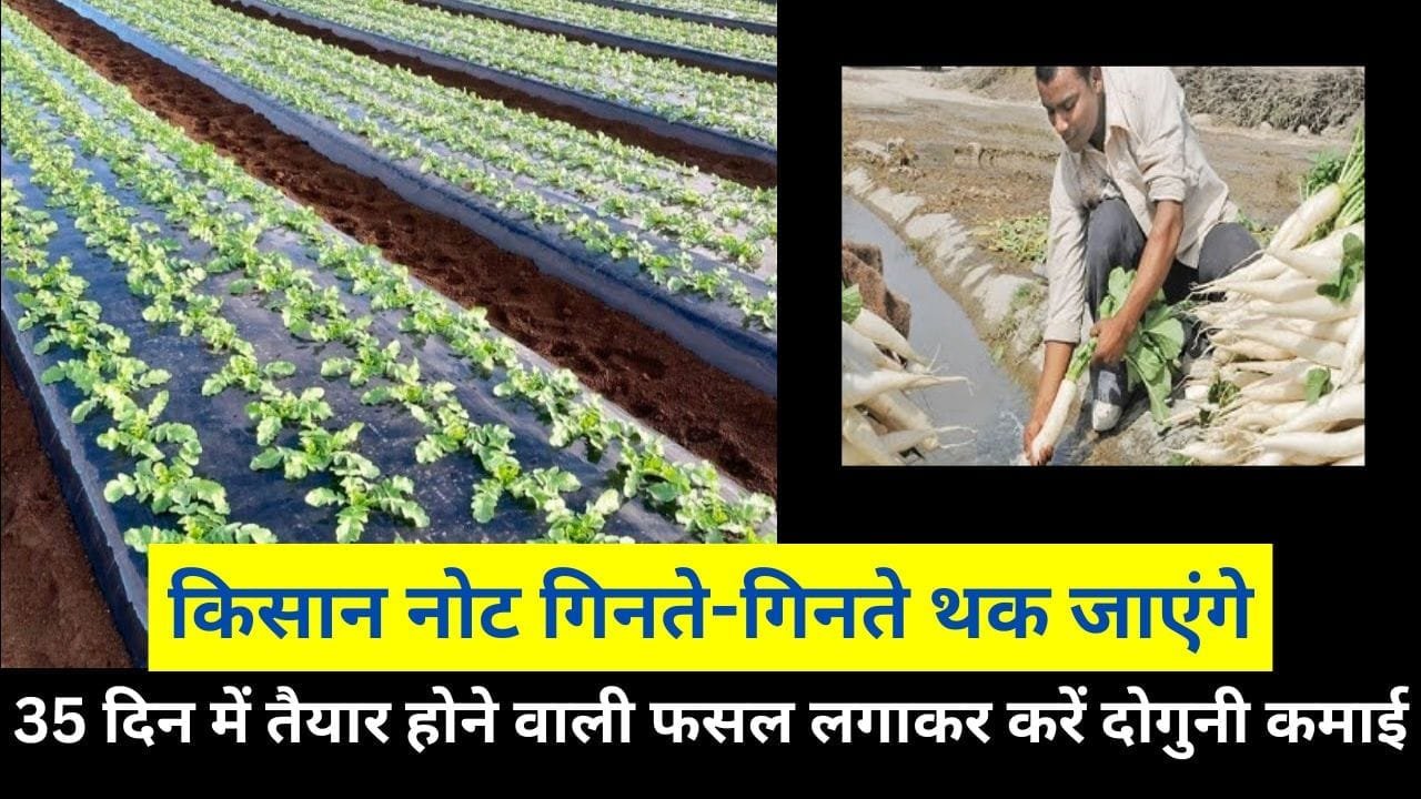 35 दिन में तैयार होने वाली फसल लगाकर दूसरी फसलों से करें दोगुनी कमाई